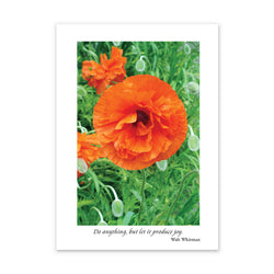 JUBILANT POPPY
